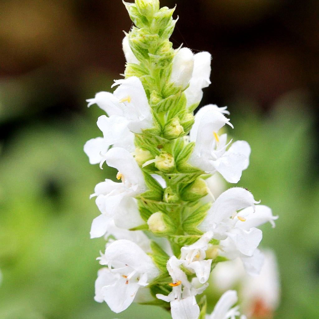 Blüten-Salbei 'Sensation Comp.White' (Salvia nemorosa)