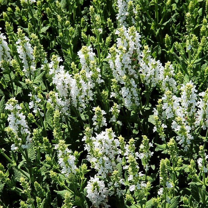Blüten-Salbei 'Sensation Comp.White' (Salvia nemorosa)