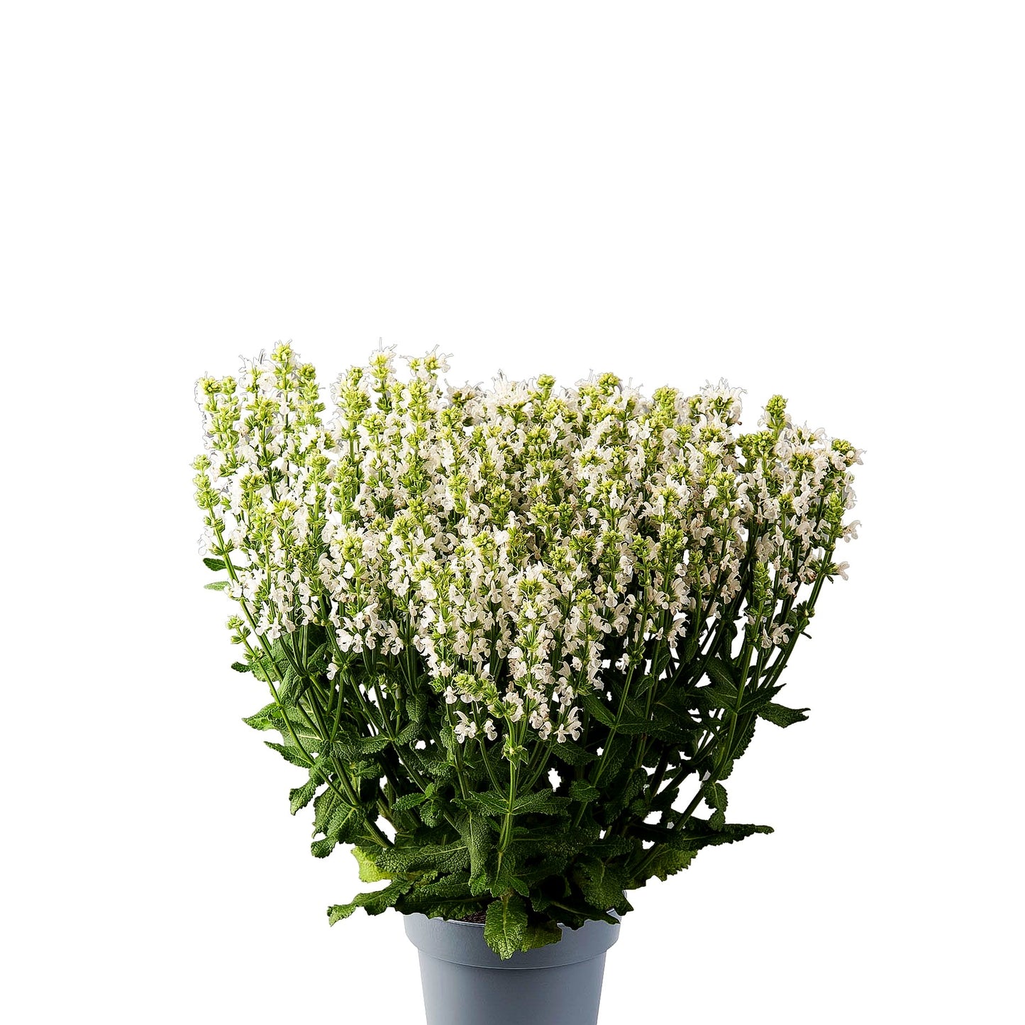 Blüten-Salbei 'Sensation Comp.White' (Salvia nemorosa)