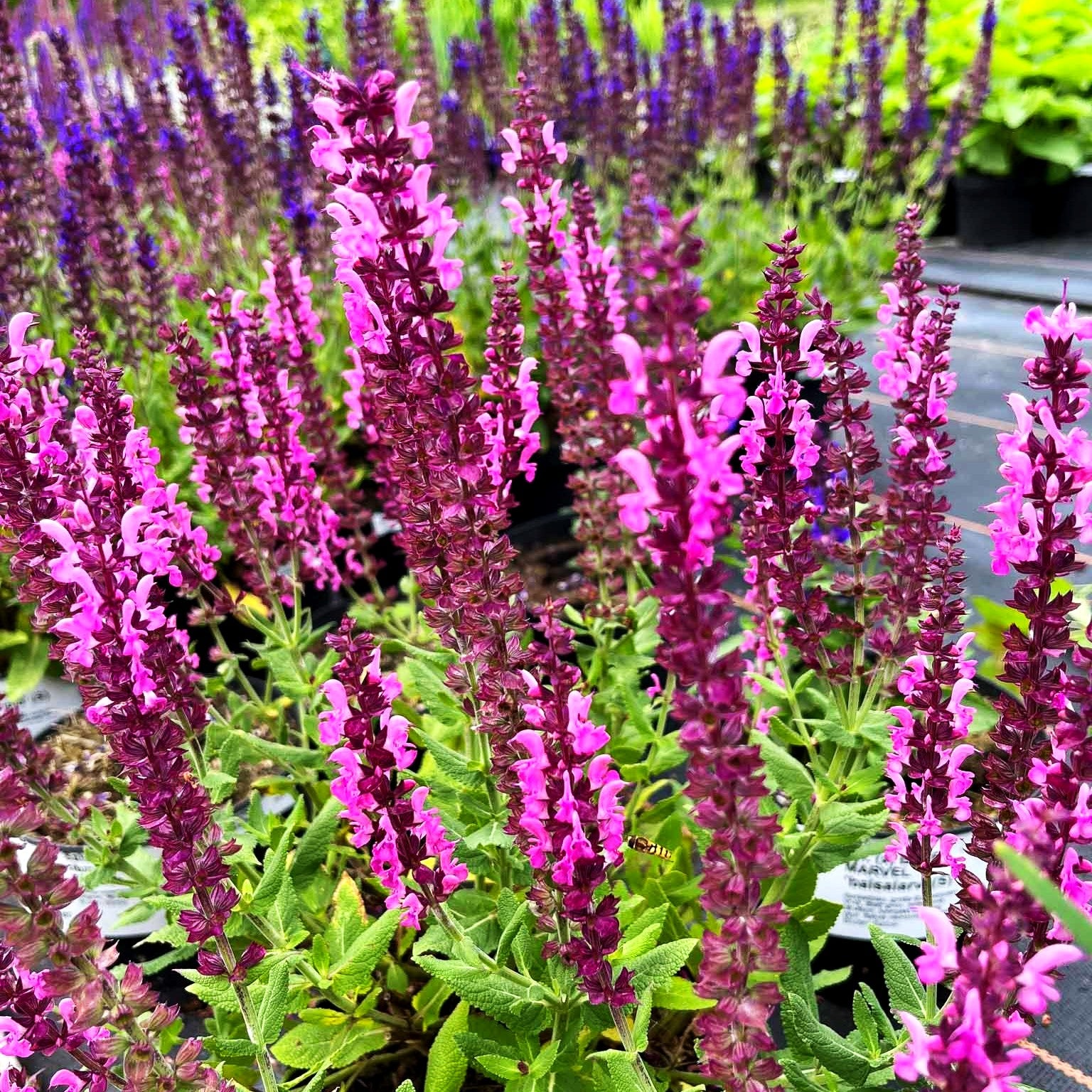 Blüten-Salbei 'Sensation Deep Rose' (Salvia nemorosa) kaufen ...