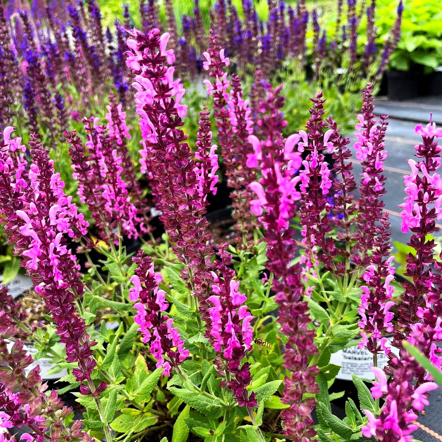 Blüten-Salbei 'Sensation Deep Rose' (Salvia nemorosa)