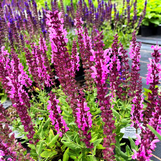 Blüten-Salbei 'Sensation Deep Rose' (Salvia nemorosa)