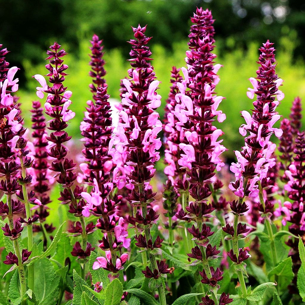 Blüten-Salbei 'Sensation Deep Rose' (Salvia nemorosa)