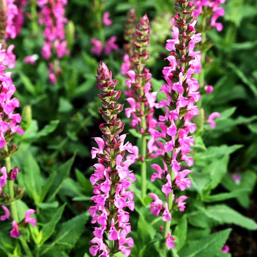 Blüten-Salbei 'Sensation Deep Rose' (Salvia nemorosa)