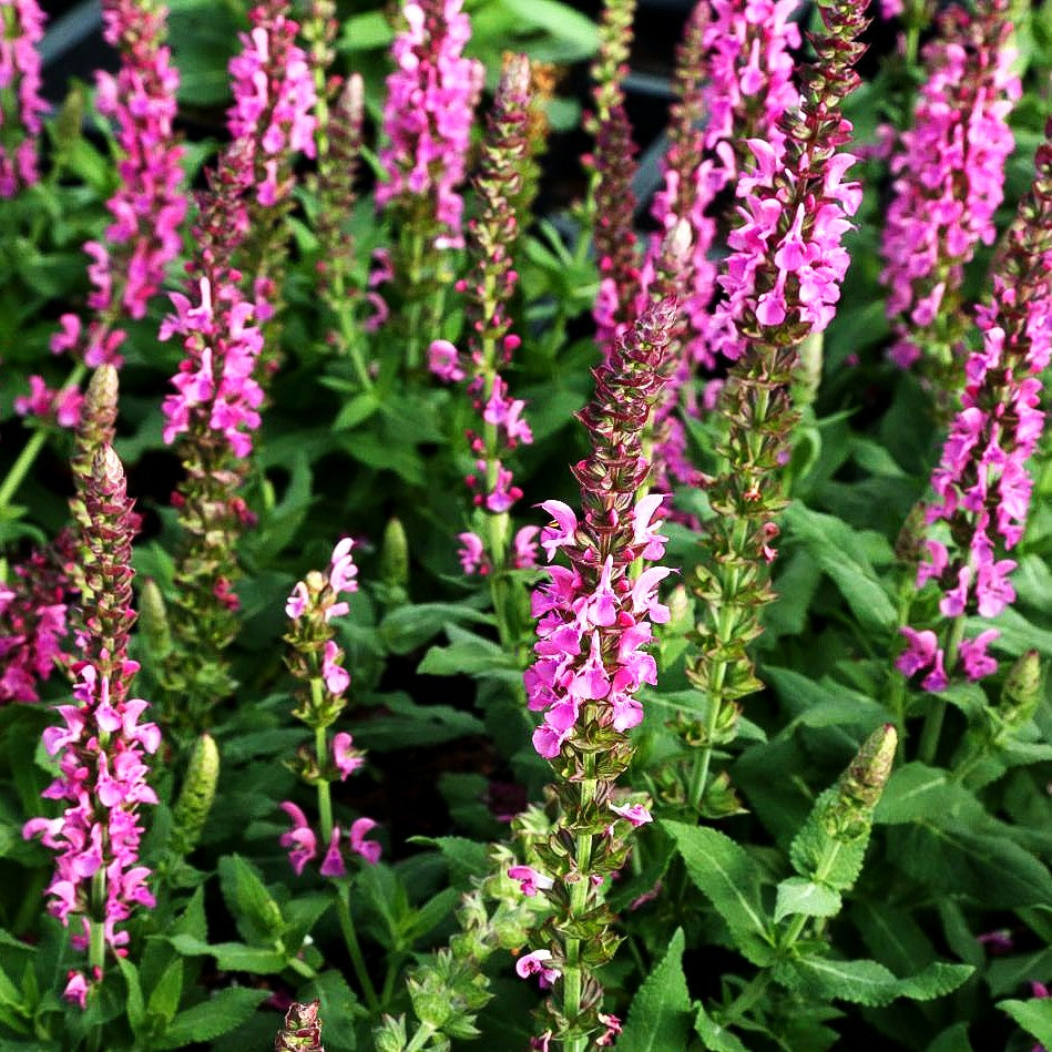 Blüten-Salbei 'Sensation Deep Rose' (Salvia nemorosa)