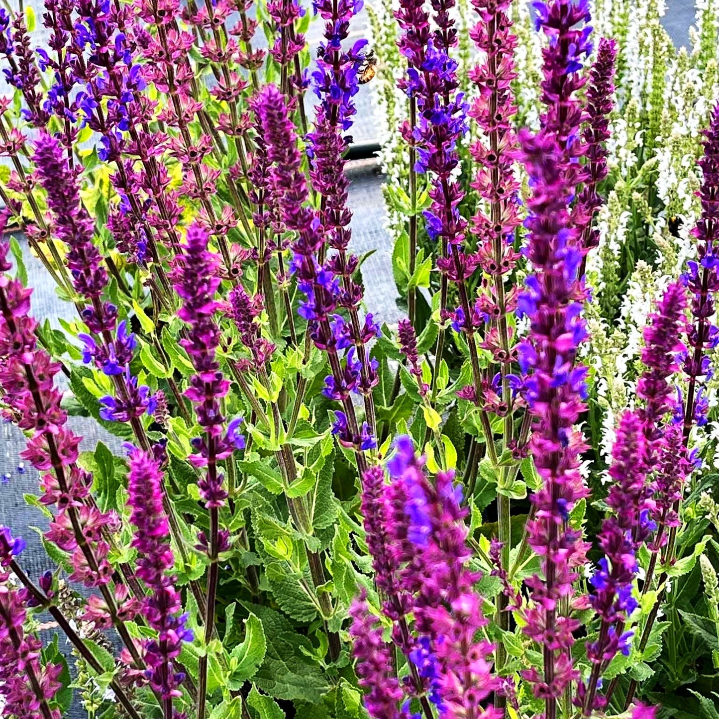 Blüten-Salbei 'Tänzerin' (Salvia nemorosa)
