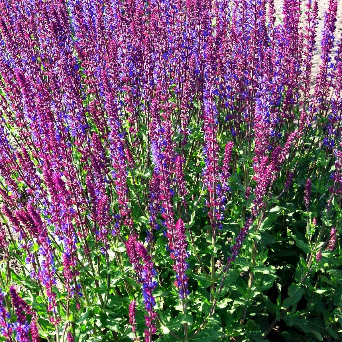 Blüten-Salbei 'Tänzerin' (Salvia nemorosa)