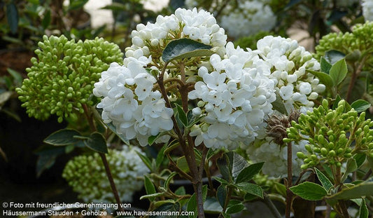 Blüten-Schneeball 'Eskimo' (Viburnum x cult.)