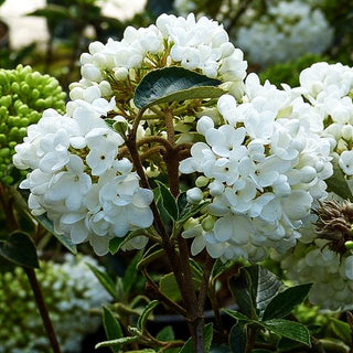 Blüten-Schneeball 'Eskimo' (Viburnum x cult.)