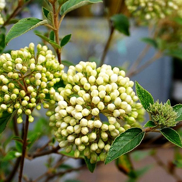 Blüten-Schneeball 'Eskimo' (Viburnum x cult.)