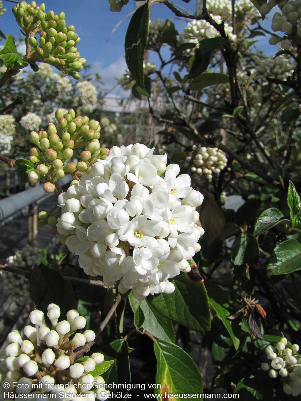 Blüten-Schneeball 'Eskimo' (Viburnum x cult.)