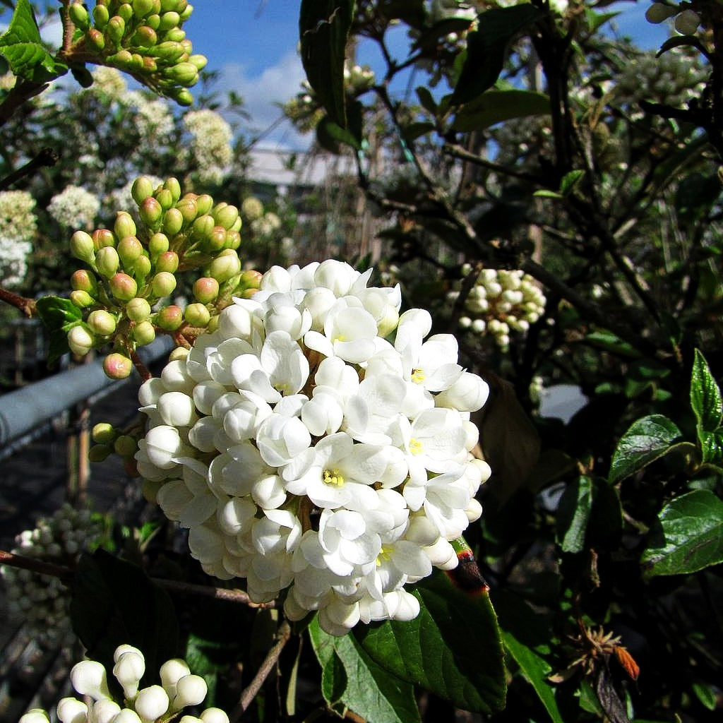 Blüten-Schneeball 'Eskimo' (Viburnum x cult.)
