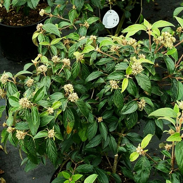 Blüten-Schneeball 'Eskimo' (Viburnum x cult.)
