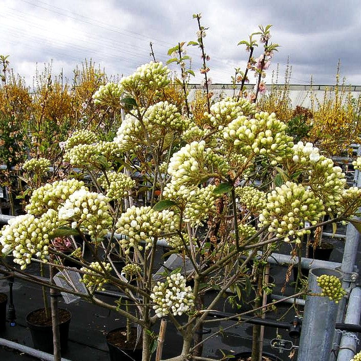 Blüten-Schneeball 'Eskimo' (Viburnum x cult.)