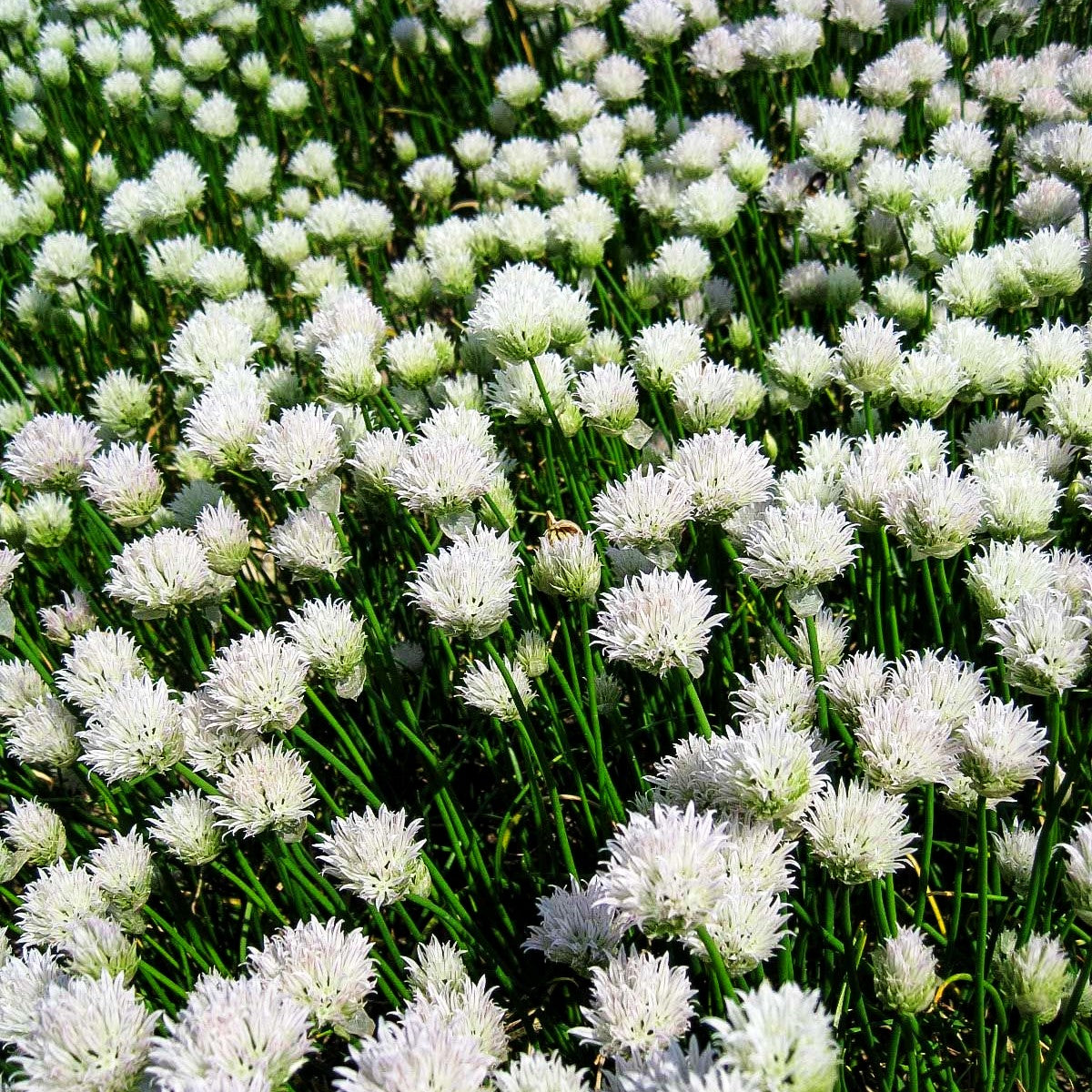 Blüten-Schnitt-Lauch 'Corsican White' (Allium schoenoprasum)