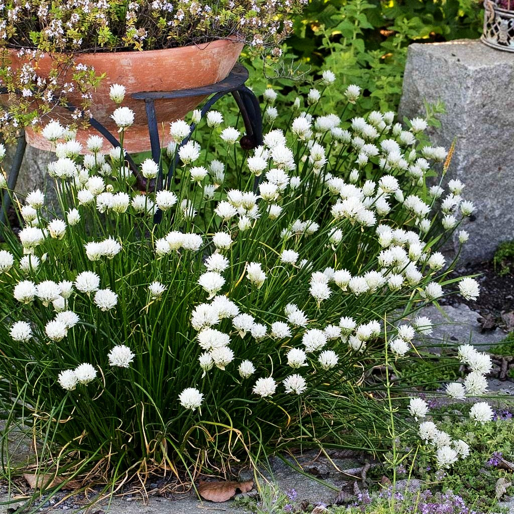 Blüten-Schnitt-Lauch 'Corsican White' (Allium schoenoprasum)