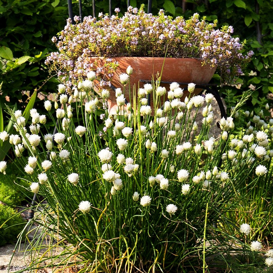 Blüten-Schnitt-Lauch 'Corsican White' (Allium schoenoprasum)