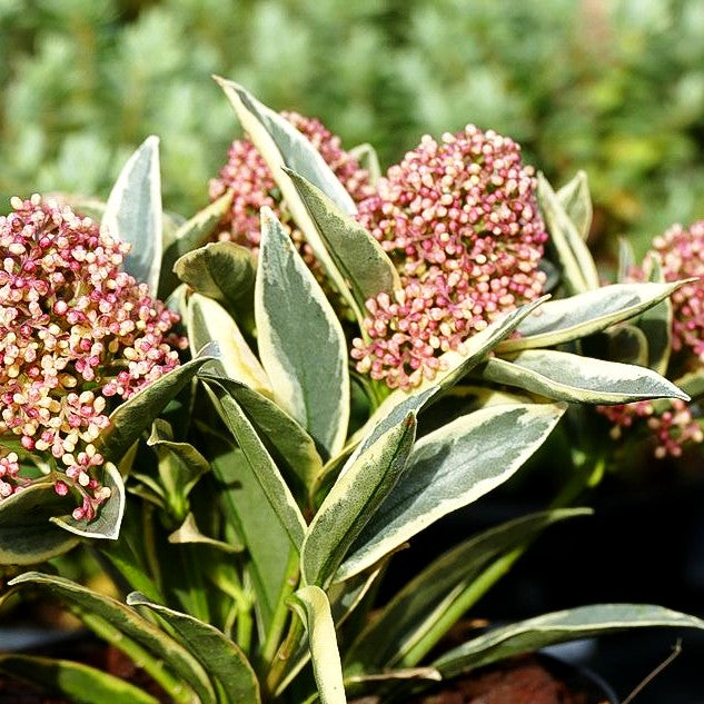 Blüten-Skimmie 'Magic Marlot' (Skimmia japonica)