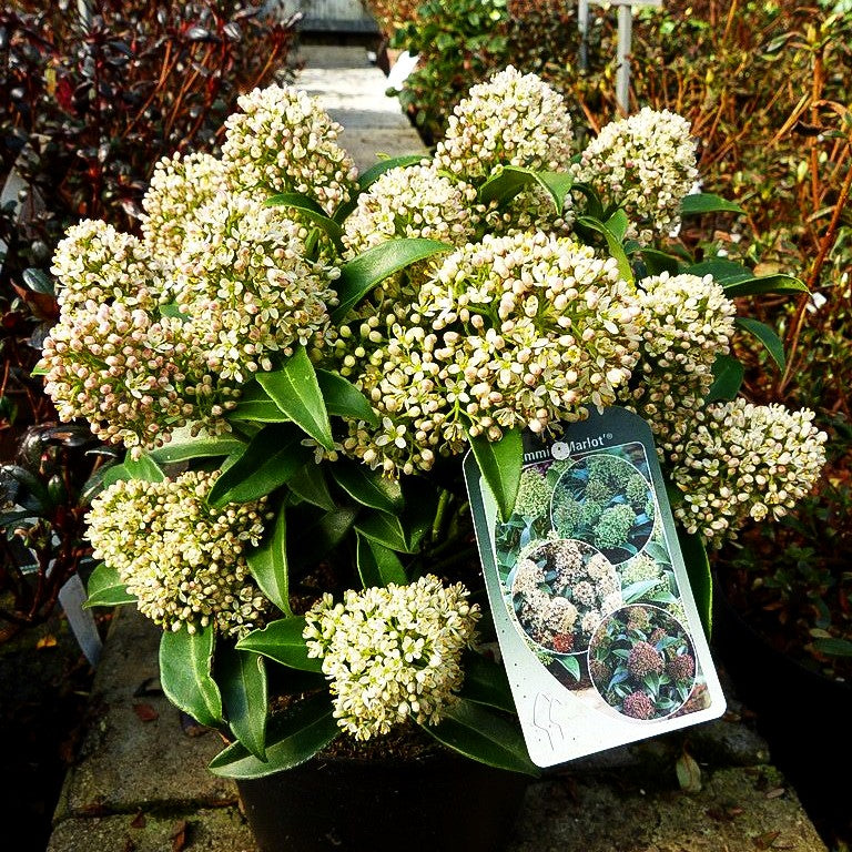 Blüten-Skimmie 'Magic Marlot' (Skimmia japonica)
