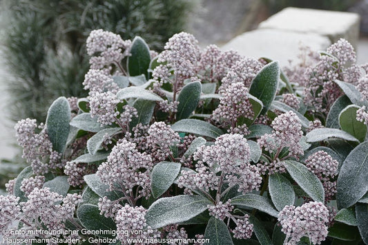 Blüten-Skimmie 'Rubella' (Skimmia japonica)