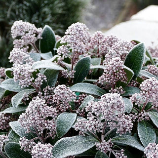 Blüten-Skimmie 'Rubella' (Skimmia japonica)