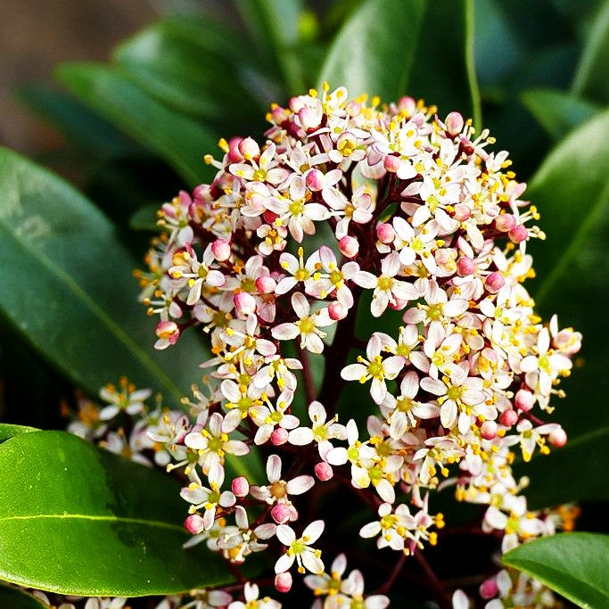 Blüten-Skimmie 'Rubella' (Skimmia japonica)