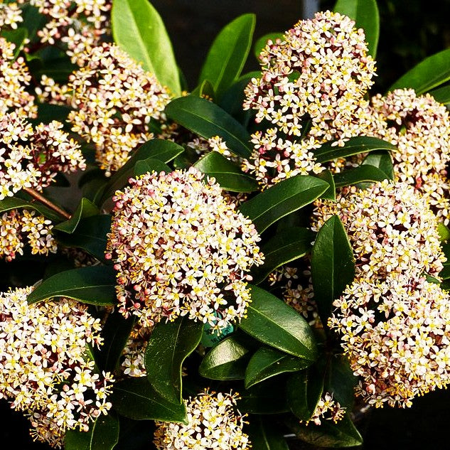 Blüten-Skimmie 'Rubella' (Skimmia japonica)