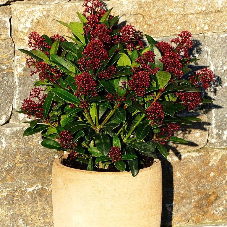 Blüten-Skimmie 'Rubella' (Skimmia japonica)