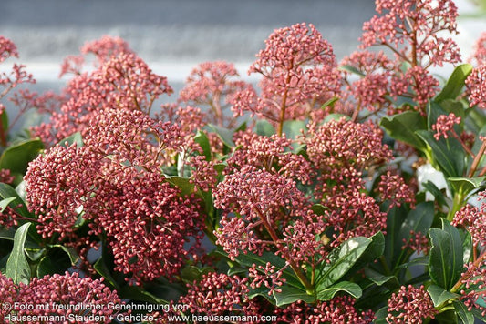 Blüten-Skimmie 'Rubesta Jos' (Skimmia japonica)