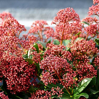 Blüten-Skimmie 'Rubesta Jos' (Skimmia japonica)