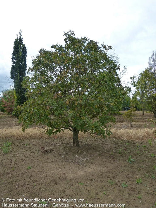 Blumen-Esche (Fraxinus ornus)