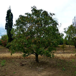 Blumen-Esche (Fraxinus ornus)