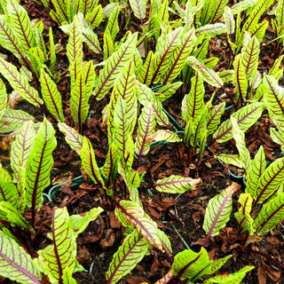 Blut-Ampfer (Rumex sanguineus)