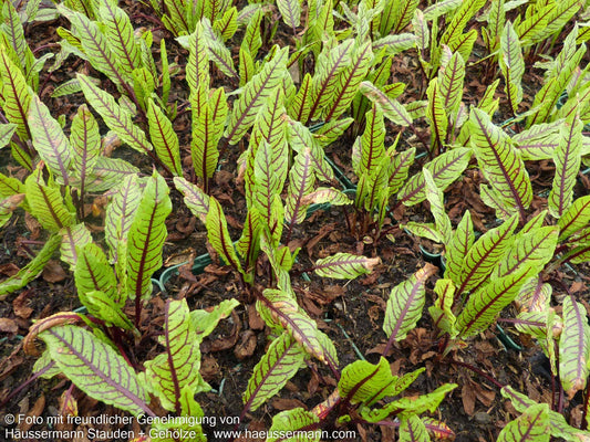 Blut-Ampfer (Rumex sanguineus)