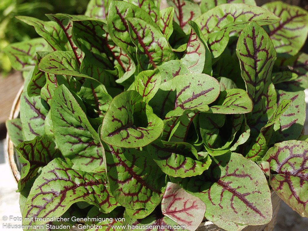 Blut-Ampfer (Rumex sanguineus)