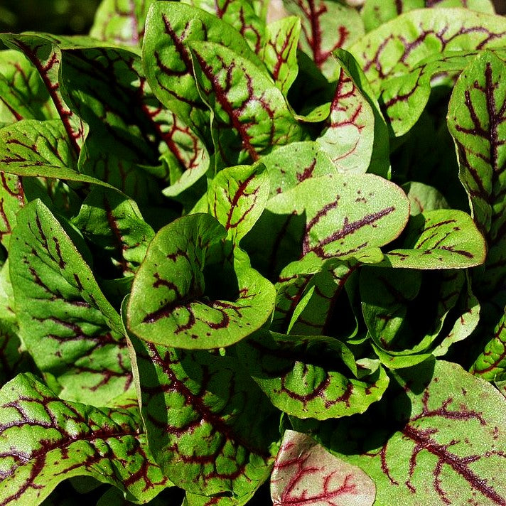 Blut-Ampfer (Rumex sanguineus)
