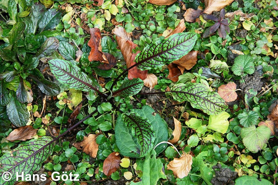 Blut-Ampfer (Rumex sanguineus)