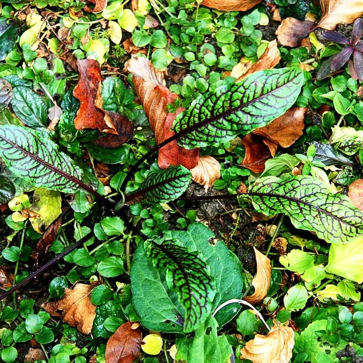 Blut-Ampfer (Rumex sanguineus)