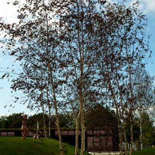 Blut-Birke 'Purpurea' (Betula pendula)