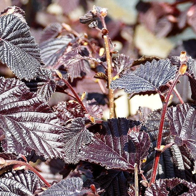 Blut-Hasel 'Purpurea' (Corylus maxima)