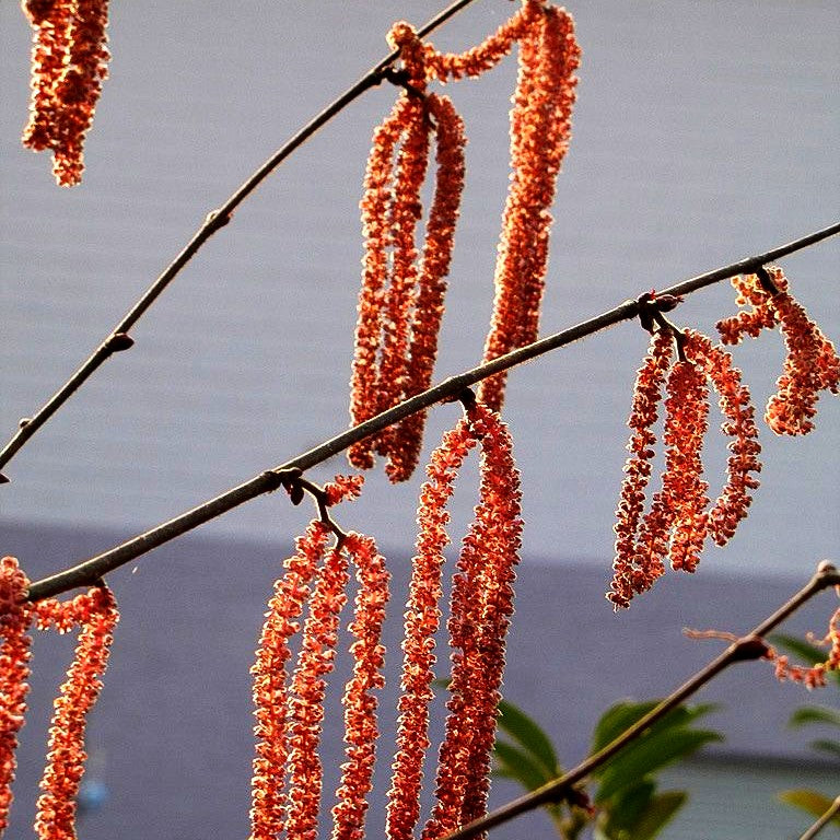 Blut-Hasel 'Purpurea' (Corylus maxima)