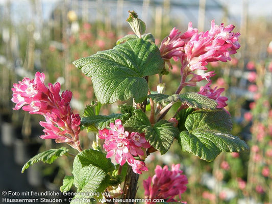Blut-Johannisbeere 'Atrorubens' (Ribes sanguineum)