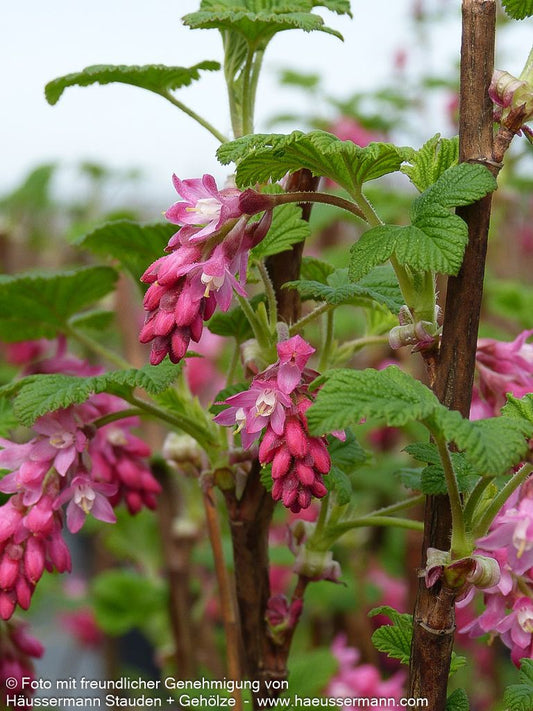 Blut-Johannisbeere 'King Edward VII' (Ribes sanguineum)