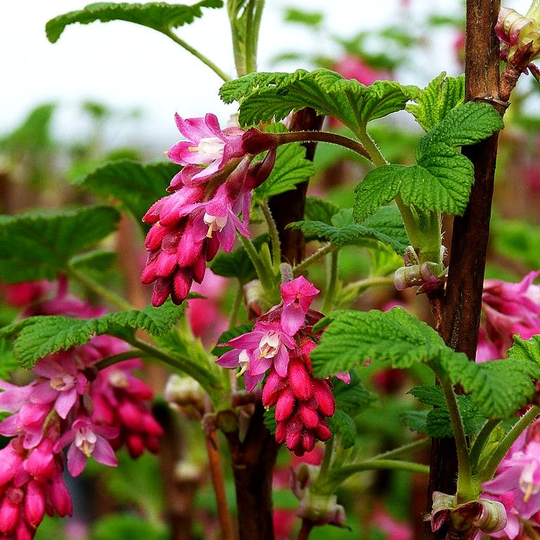 Blut-Johannisbeere 'King Edward VII' (Ribes sanguineum)