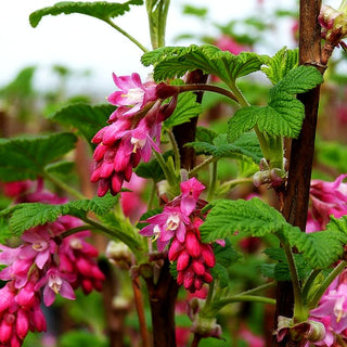Blut-Johannisbeere 'King Edward VII' (Ribes sanguineum)
