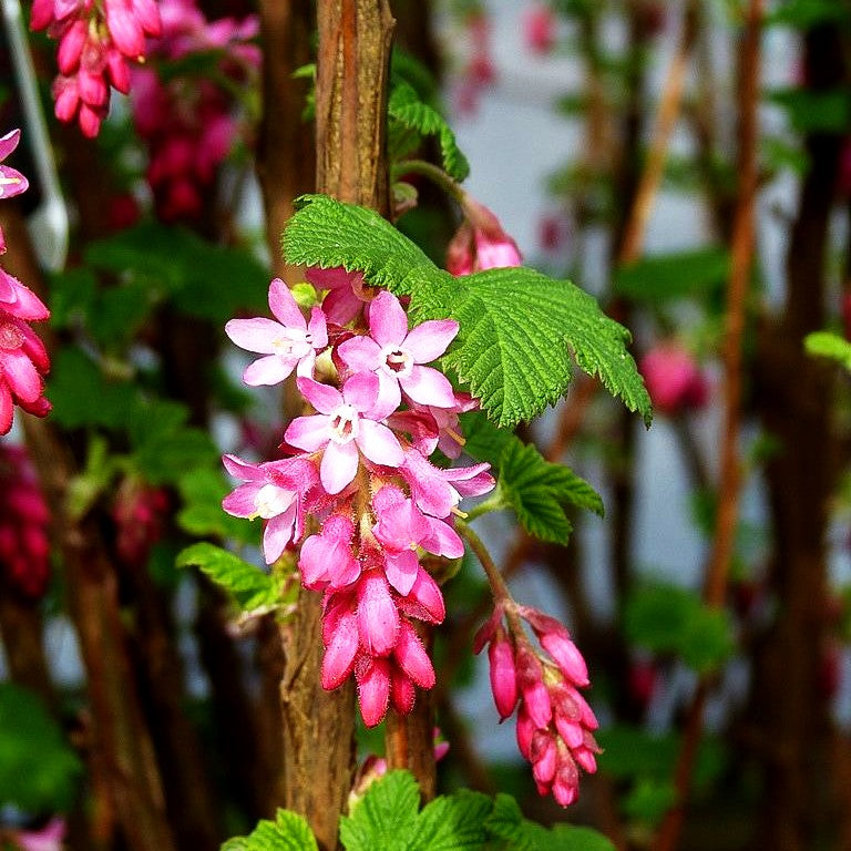 Blut-Johannisbeere 'King Edward VII' (Ribes sanguineum)
