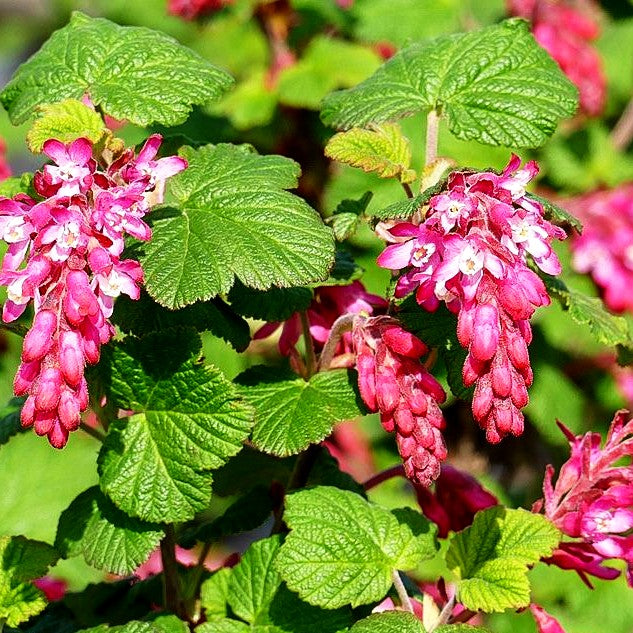 Blut-Johannisbeere 'King Edward VII' (Ribes sanguineum)