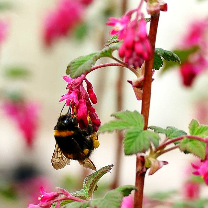 Blut-Johannisbeere 'King Edward VII' (Ribes sanguineum)