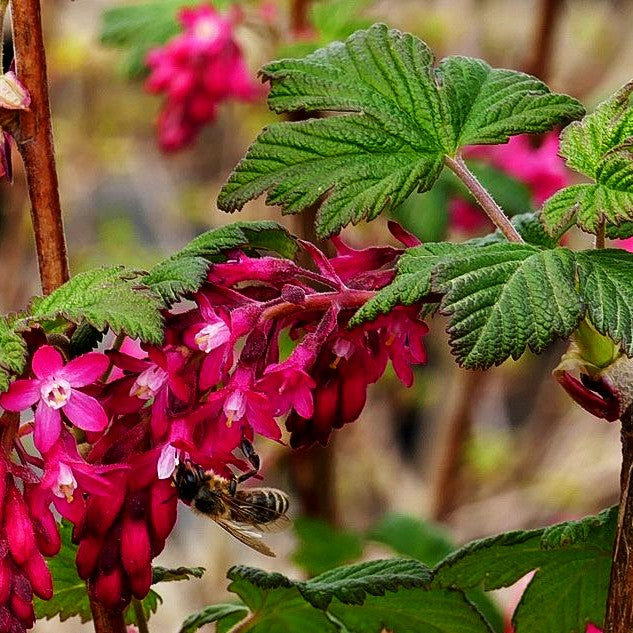 Blut-Johannisbeere 'King Edward VII' (Ribes sanguineum)