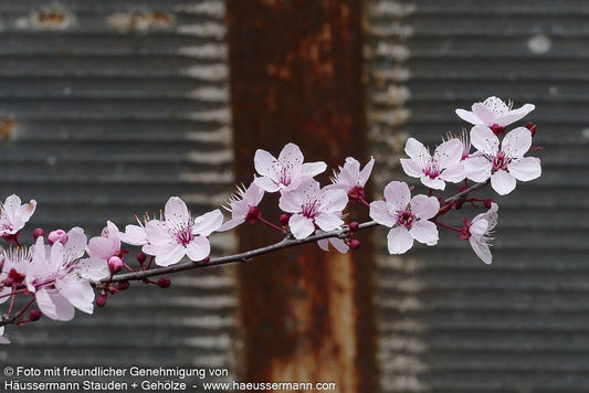 Blut-Pflaume 'Nigra' (Prunus cerasifera)